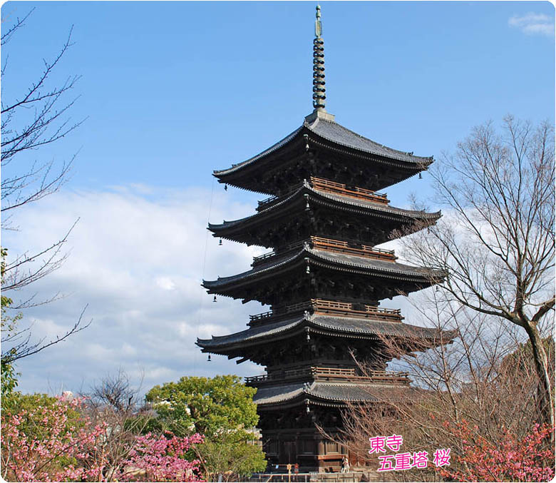 東寺の桜2