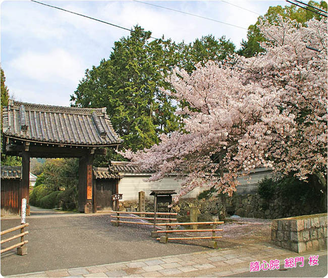 隨心院桜1