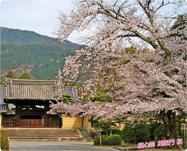 隨心院桜2