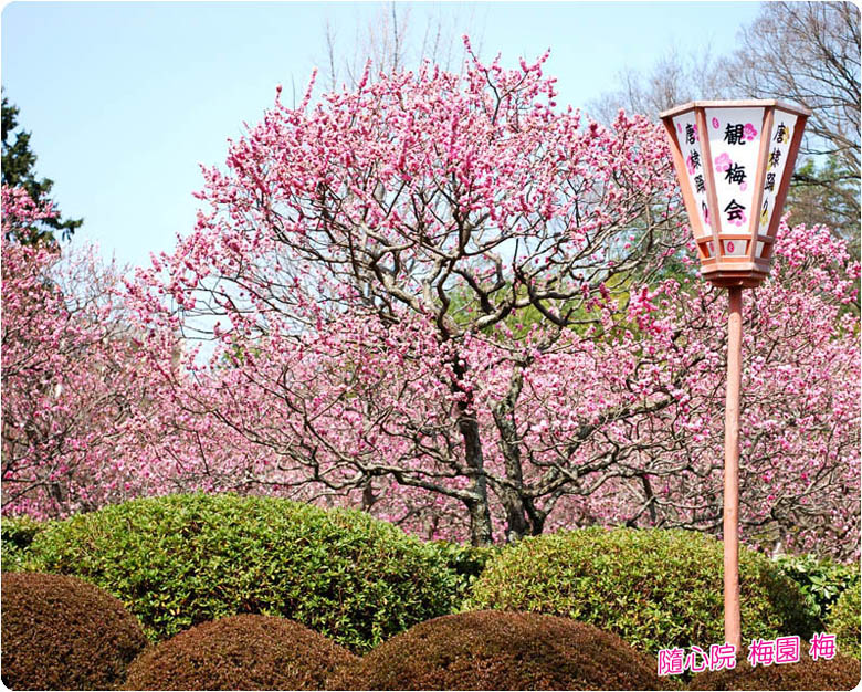 隨心院 桜と梅 隨心院 桜と梅