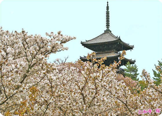 御室仁和寺桜1