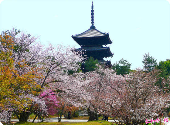 御室仁和寺桜2