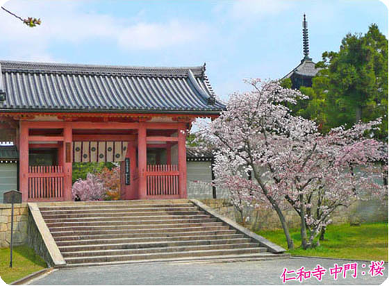 御室仁和寺桜4